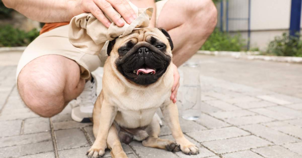 Le coup de chaleur chez le chien : symptômes, causes et traitements