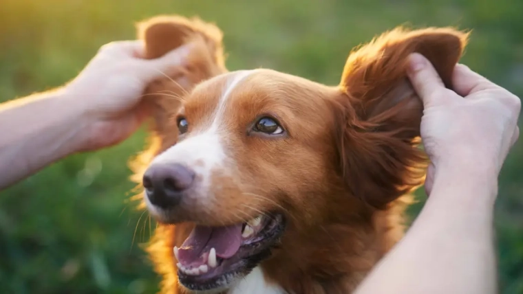 Des noms de chiens insolites pour votre nouvel animal de compagnie
