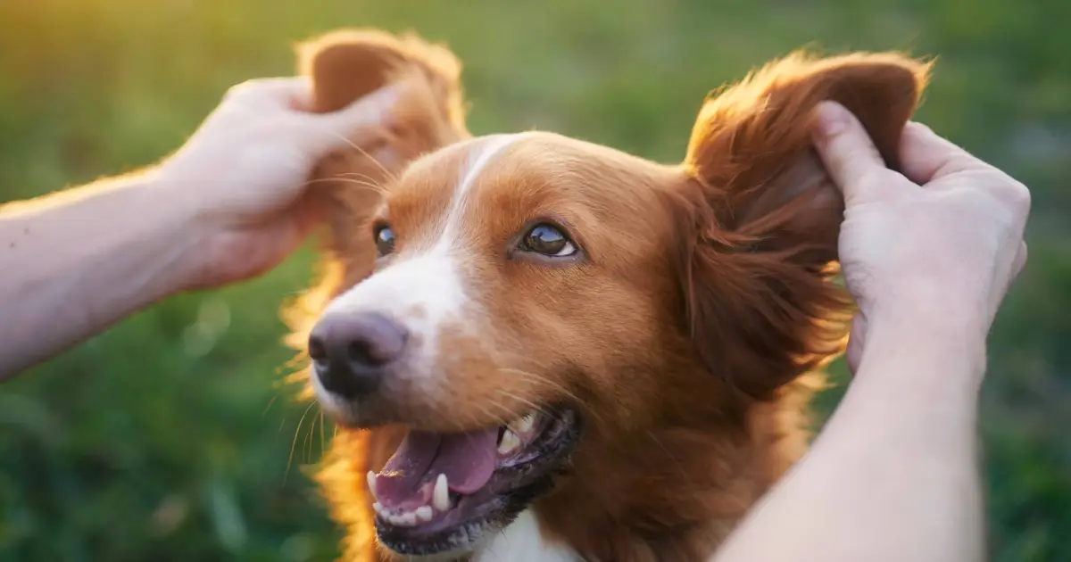 Des noms de chiens insolites pour votre nouvel animal de compagnie