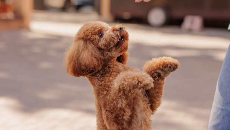 Nos races préférées de petits chiens intelligents, calmes et faciles à éduquer
