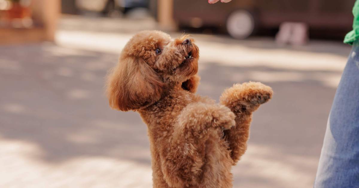 Nos races préférées de petits chiens intelligents, calmes et faciles à éduquer