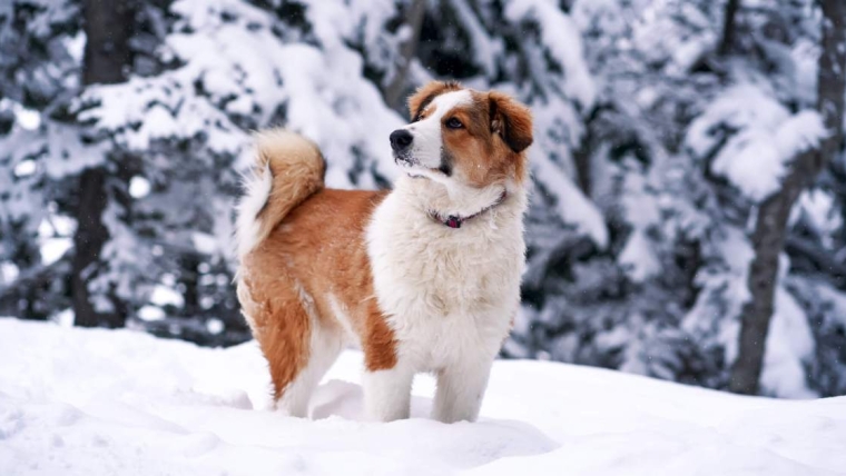 Les dangers de l’hiver qui peuvent blesser ou même tuer votre chien
