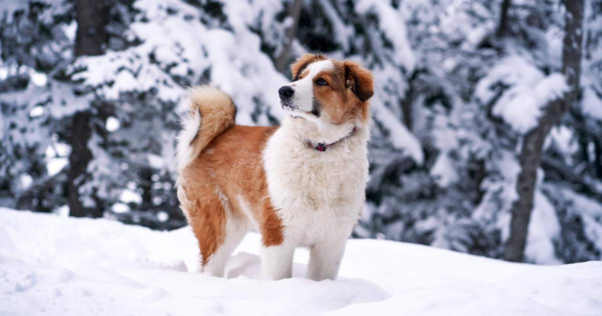 Les dangers de l’hiver qui peuvent blesser ou même tuer votre chien