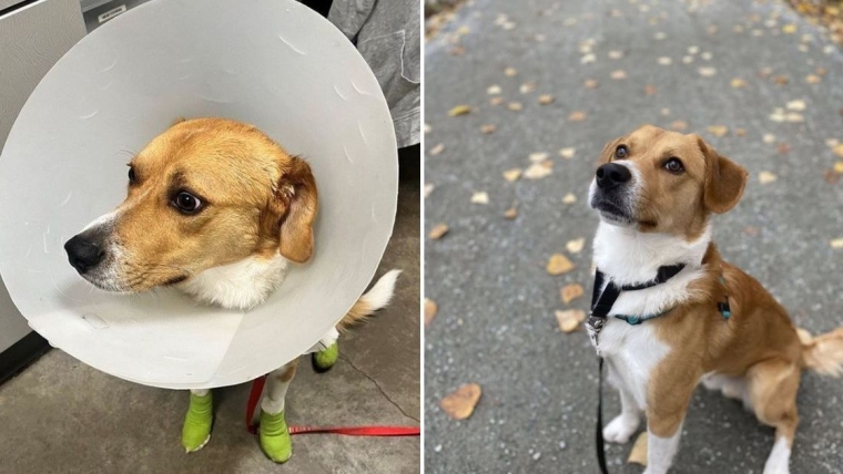 Un chien traîné par un camion connaît une fin heureuse juste à temps pour Noël