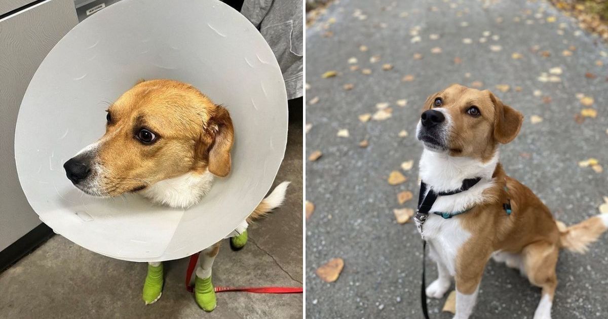 Un chien traîné par un camion connaît une fin heureuse juste à temps pour Noël