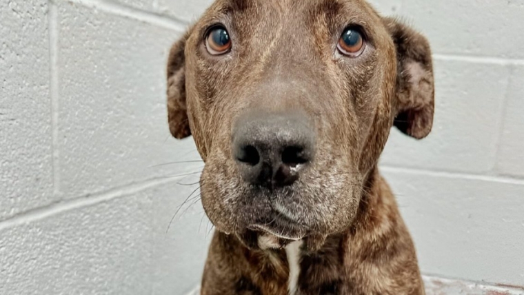 Un chien blessé par balle au visage s’est battu pour survivre dans une histoire de guérison miraculeuse