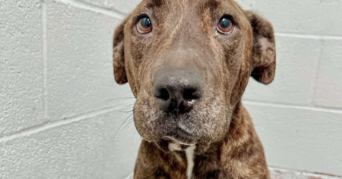 Un chien blessé par balle au visage s’est battu pour survivre dans une histoire de guérison miraculeuse
