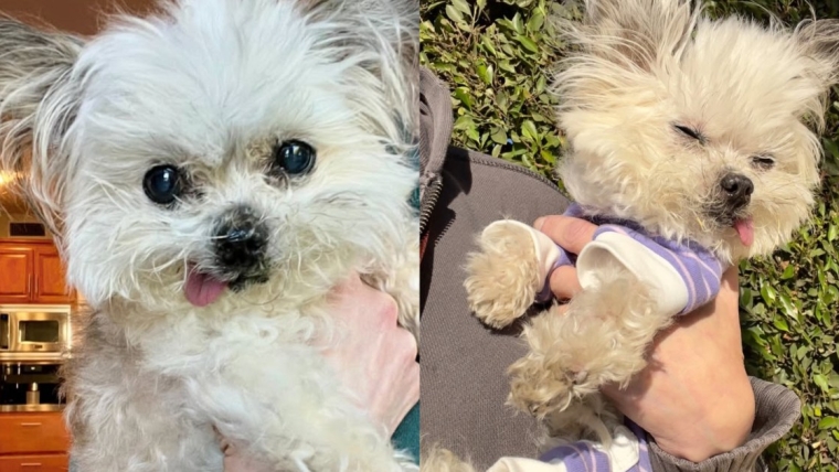 Le célèbre chien de thérapie Norbert endeuillé par un hommage émouvant sur Instagram