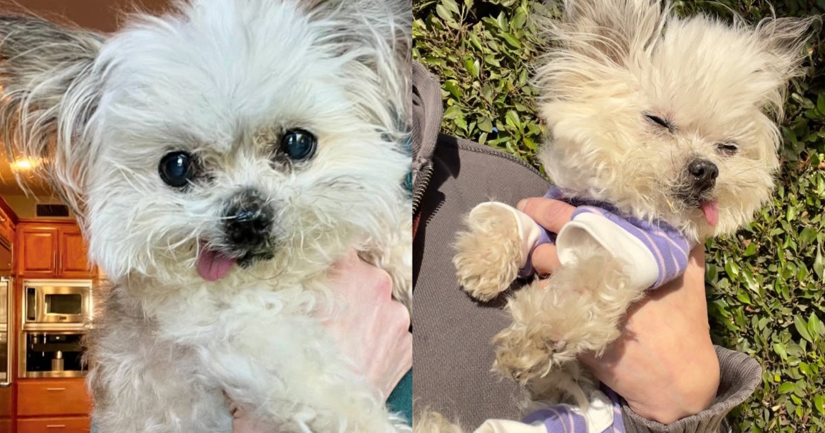 Le célèbre chien de thérapie Norbert endeuillé par un hommage émouvant sur Instagram
