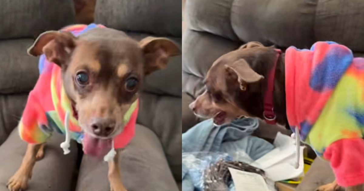 Un homme de l’Arizona retrouve son chien perdu après 8 ans