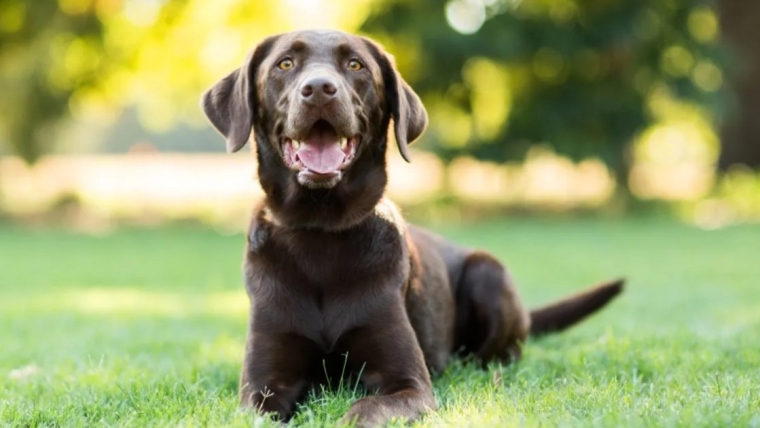 Noms des Labs, chiots, prix et problèmes