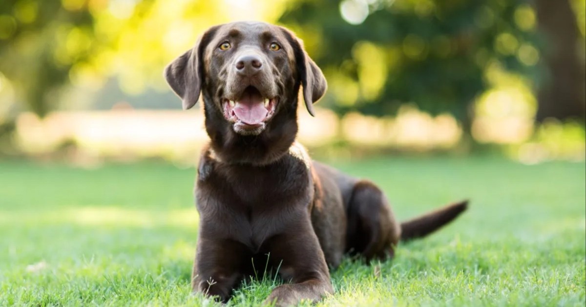 Noms des Labs, chiots, prix et problèmes