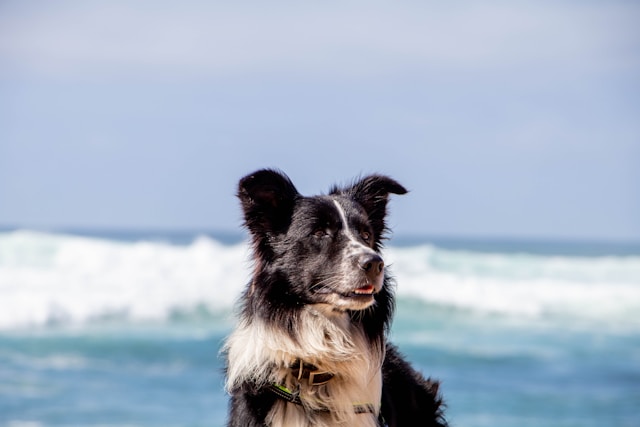 Meilleures plages pour chiens à Sydney, NSW| Articles Petbarn