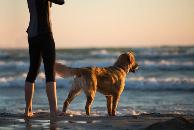 Assurez la sécurité de votre chiot à la plage