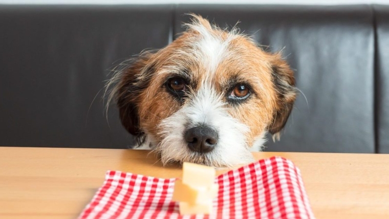 Les chiens peuvent-ils manger du fromage suisse ? Le fromage suisse est-il sans danger pour les chiens ?
