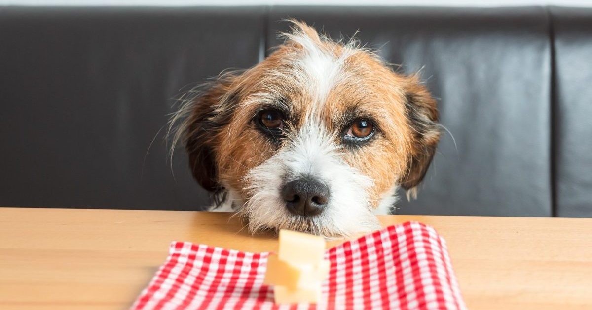 Les chiens peuvent-ils manger du fromage suisse ? Le fromage suisse est-il sans danger pour les chiens ?