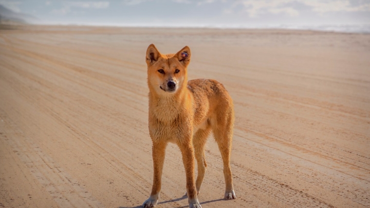 Peut-on avoir un dingo comme animal de compagnie aux États-Unis et est-ce légal ? Lois par État en Amérique