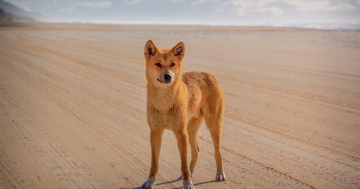 Peut-on avoir un dingo comme animal de compagnie aux États-Unis et est-ce légal ? Lois par État en Amérique