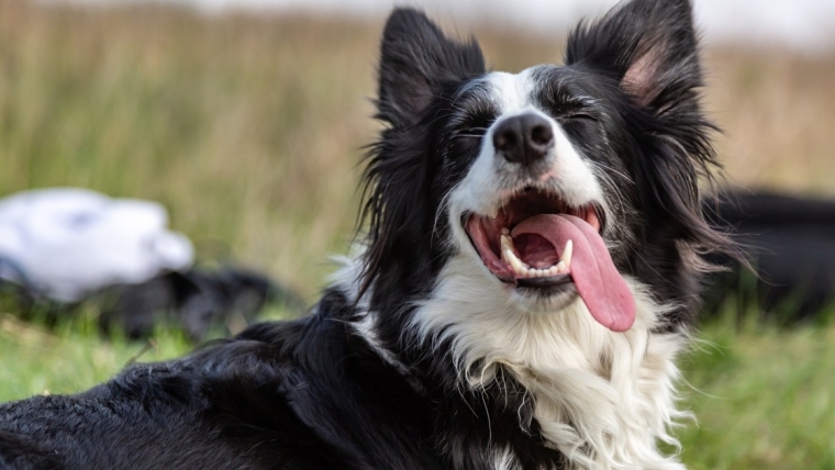 Raisons pour lesquelles la langue de votre chien dépasse