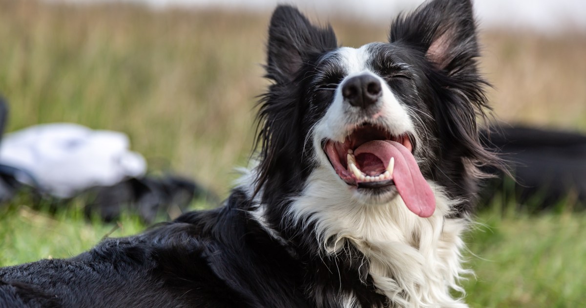 Raisons pour lesquelles la langue de votre chien dépasse