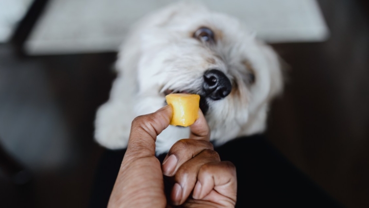 Les chiens peuvent-ils manger du cantaloup ou est-ce mauvais pour eux ?