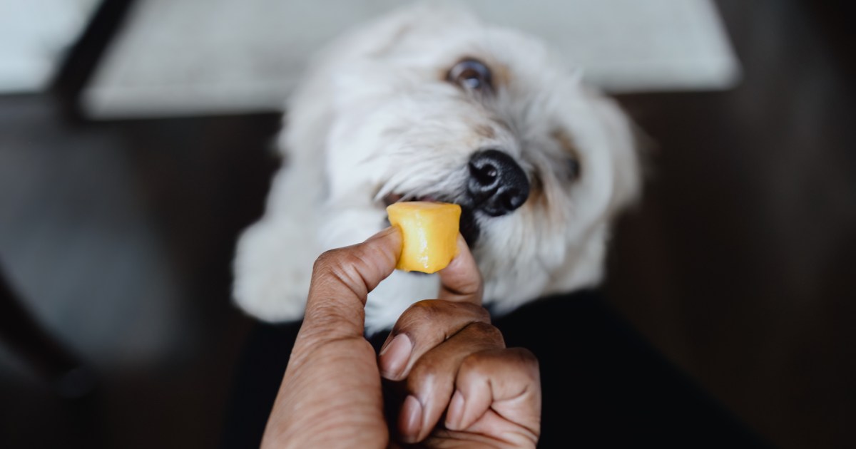 Les chiens peuvent-ils manger du cantaloup ou est-ce mauvais pour eux ?