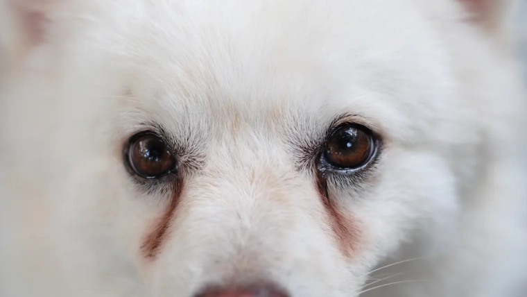 Que signifient les taches de larmes des chiens et comment les traiter ?