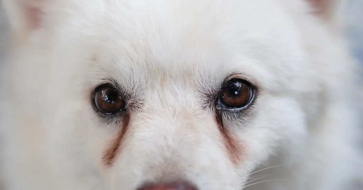 Que signifient les taches de larmes des chiens et comment les traiter ?