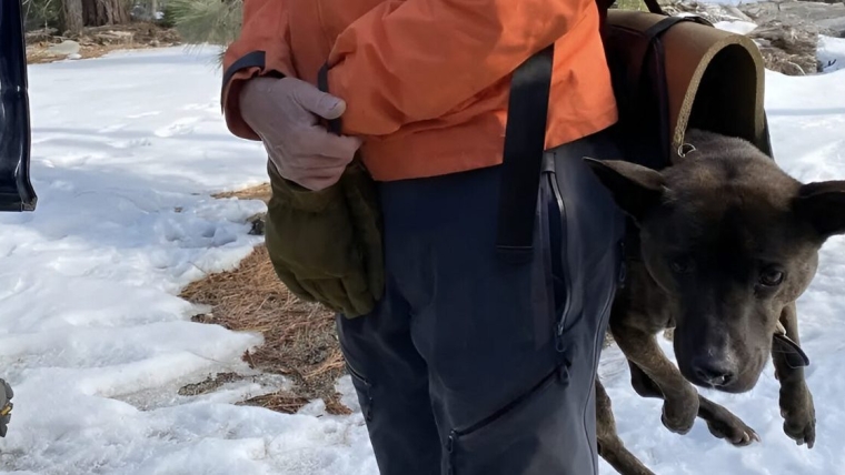 Un chien tombé de 200 pieds dans une chute d’eau, sauvé dans une mission de sauvetage dramatique