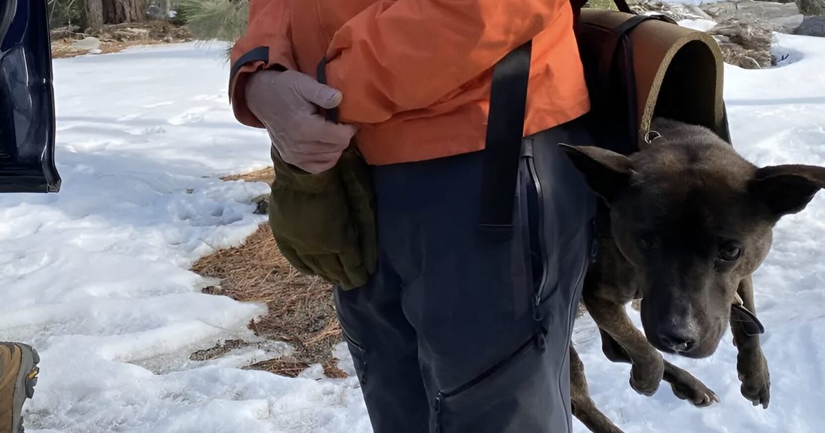 Un chien tombé de 200 pieds dans une chute d’eau, sauvé dans une mission de sauvetage dramatique