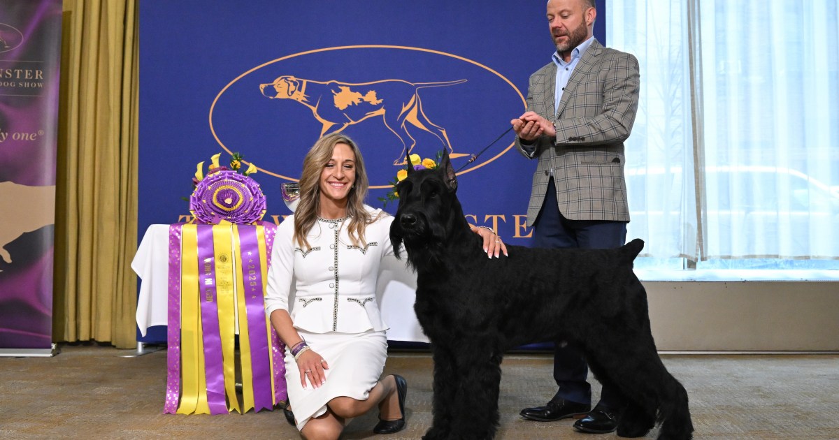 Qui a remporté l’exposition canine Westminster Kennel Club 2025 ?