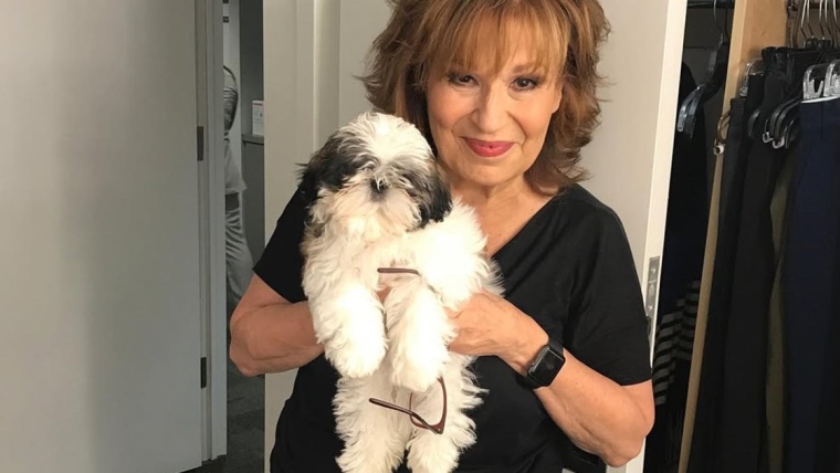 Le chien de Joy Behar : race, âge, et plus encore