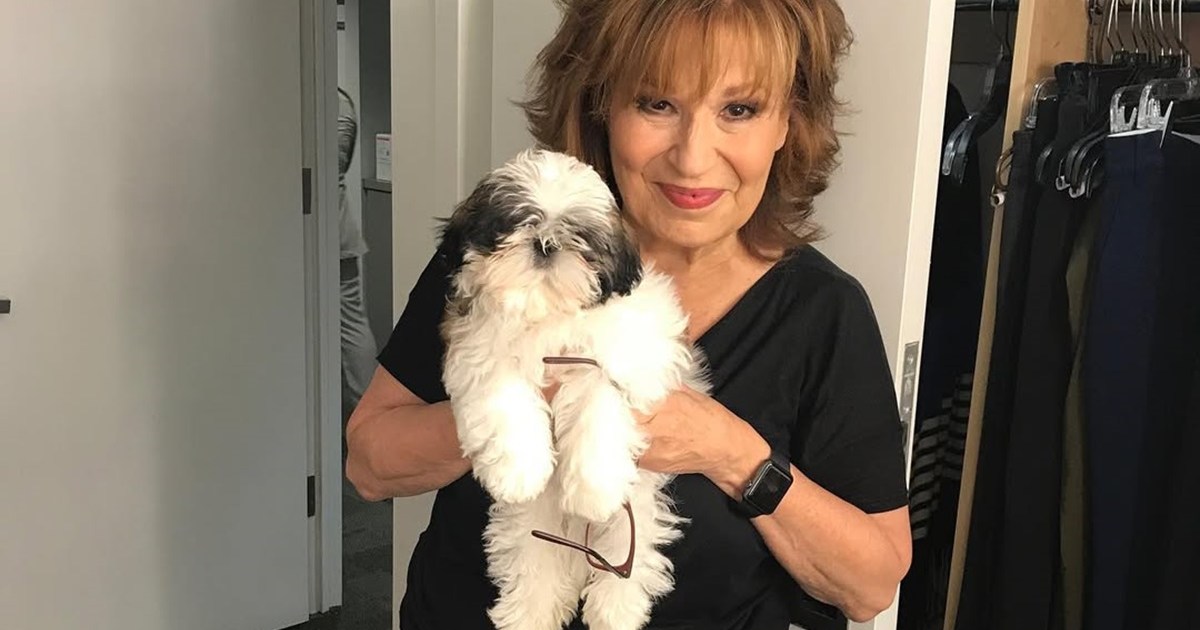 Le chien de Joy Behar : race, âge, et plus encore