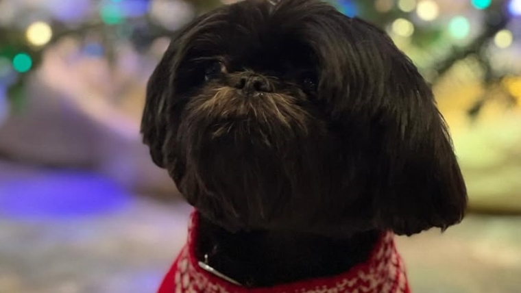 Le chien de Kelly Ripa et Mark Consuelos, Lena : Race, âge, et plus encore