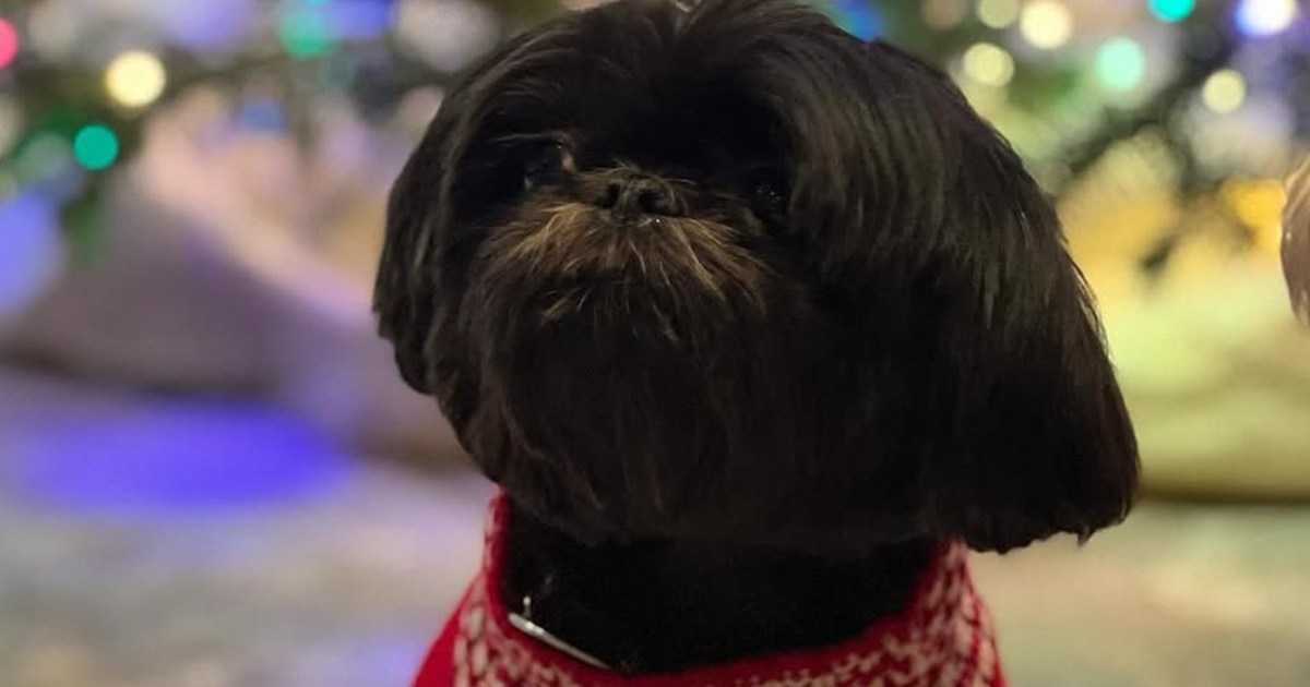 Le chien de Kelly Ripa et Mark Consuelos, Lena : Race, âge, et plus encore
