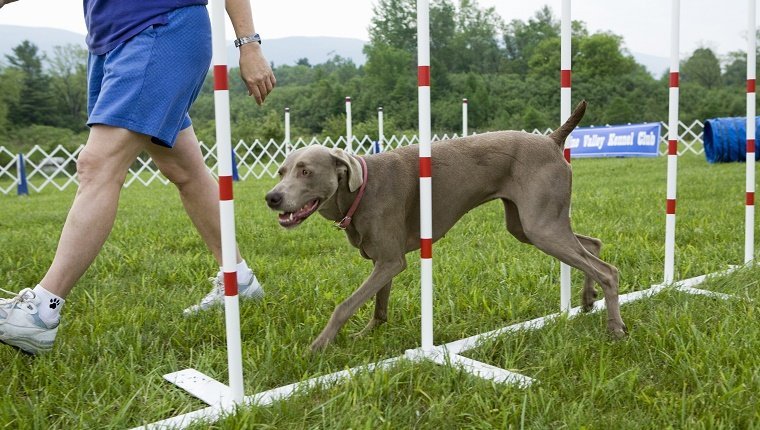 Méthodes de dressage de chiens les plus populaires