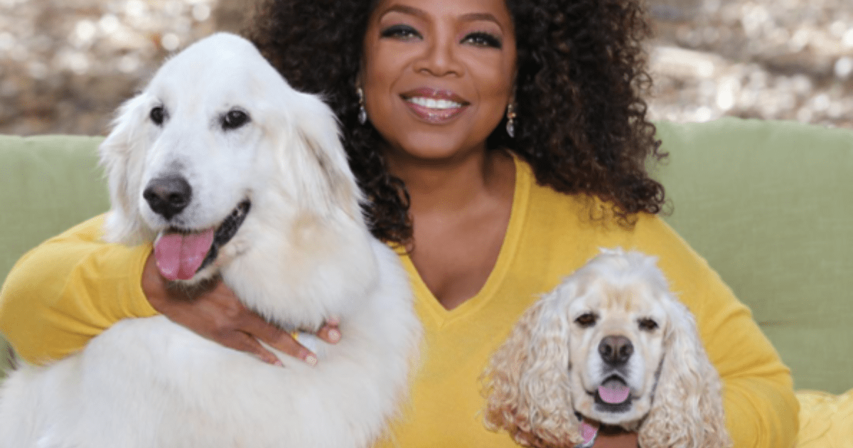 Layla, le chien d’Oprah : Race, âge, et plus encore