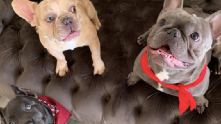 Le chien Oneita de Megan Thee Stallion : Race, âge, et plus encore