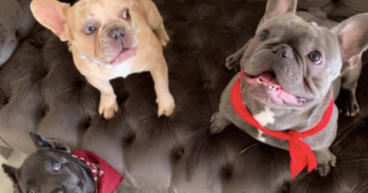 Le chien Oneita de Megan Thee Stallion : Race, âge, et plus encore
