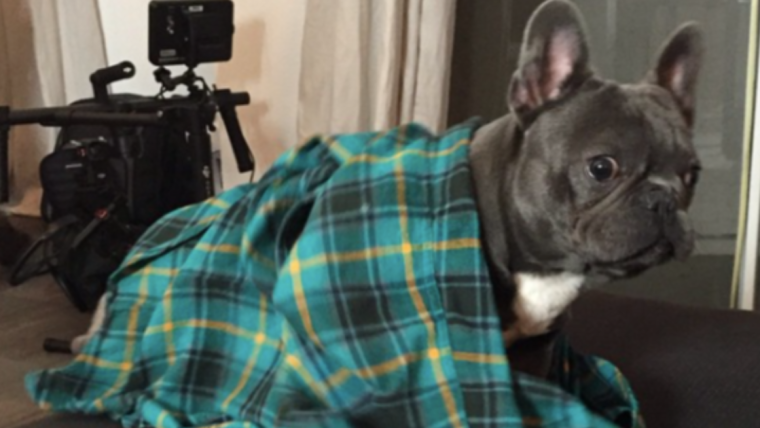 Le chien de Snoop Dogg, Juelz : Race, âge, et plus encore