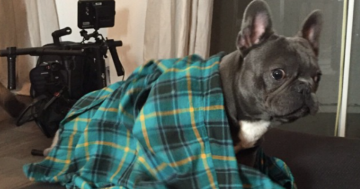 Le chien de Snoop Dogg, Juelz : Race, âge, et plus encore