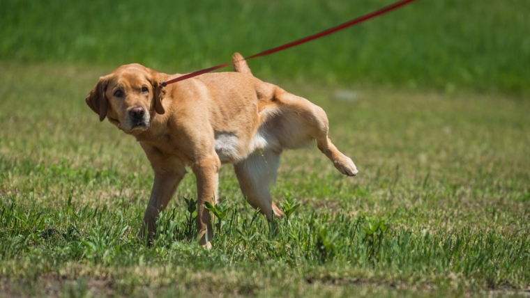 Infection rénale chez le chien : symptômes, causes et traitements