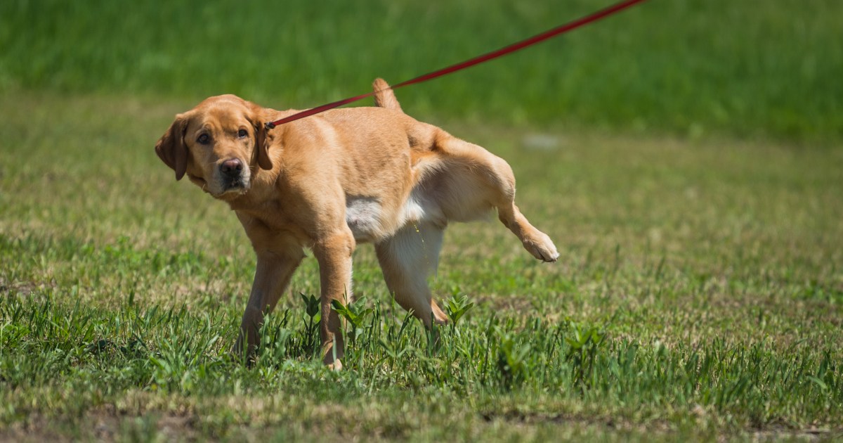 Infection rénale chez le chien : symptômes, causes et traitements