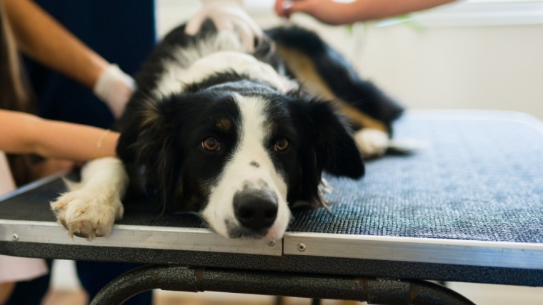 La colite chez le chien : symptômes, causes et traitements