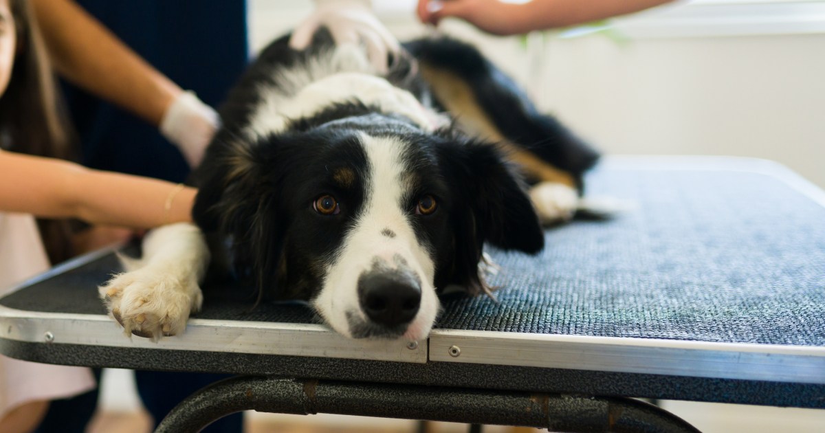 La colite chez le chien : symptômes, causes et traitements