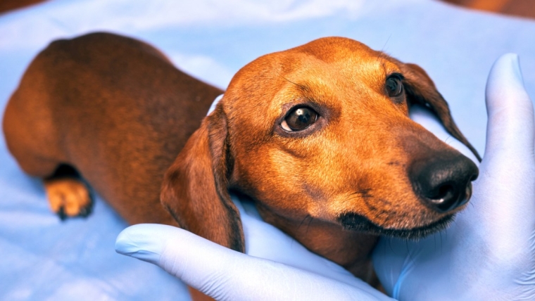 Jaunisse (peau jaune) chez le chien : symptômes, causes et traitements