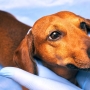 Jaunisse (peau jaune) chez le chien : symptômes, causes et traitements