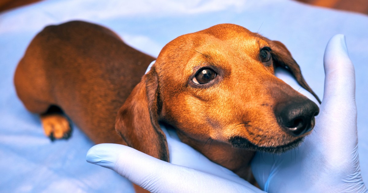 Jaunisse (peau jaune) chez le chien : symptômes, causes et traitements