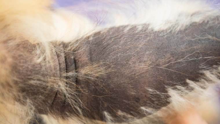 Alopécie X chez le chien : symptômes, causes et traitements