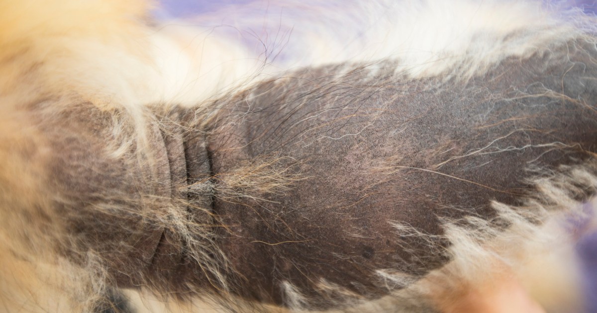 Alopécie X chez le chien : symptômes, causes et traitements